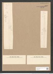 Synedra affinis var. tabulata (Ag.) V. H. (de-Toni-Nr.: Genus 66, Species 2607) Zeichnungen Sammlung Grunow Nr. 5340 (NHMW-BOT-W0373744)